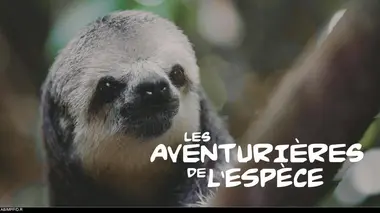 Les aventurières de l'espèce E03 Eloge de la lenteur, Monique et les paresseux