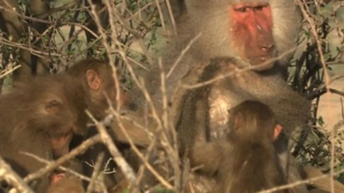 Les babouins de la vallée du Rift