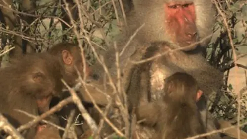 Les babouins de la vallée du Rift
