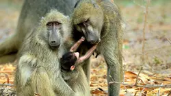 Les babouins des chutes Victoria