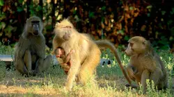 Les babouins des chutes Victoria