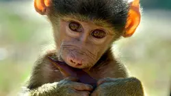 Les babouins des chutes Victoria