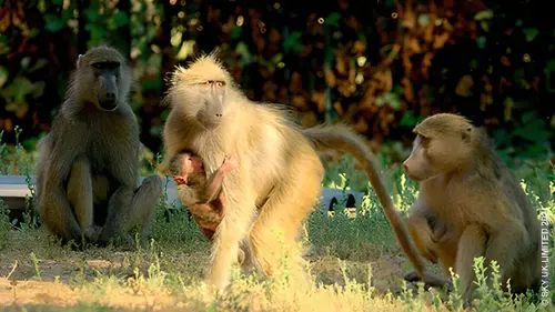 Les babouins des chutes Victoria Mères et soeurs