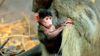 A l'épreuve de la faim