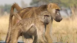 Visuel de Les babouins des marécages