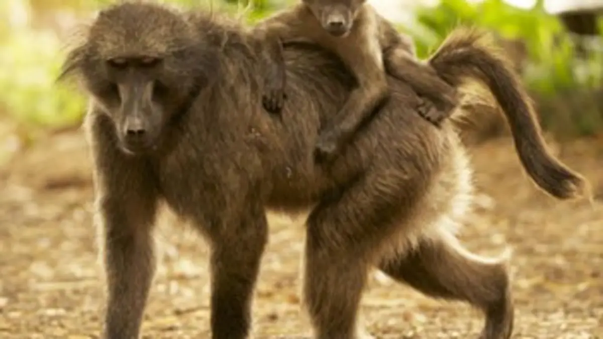 Les babouins du Cap E01 Flagrant délit