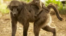 Visuel de Les babouins du Cap