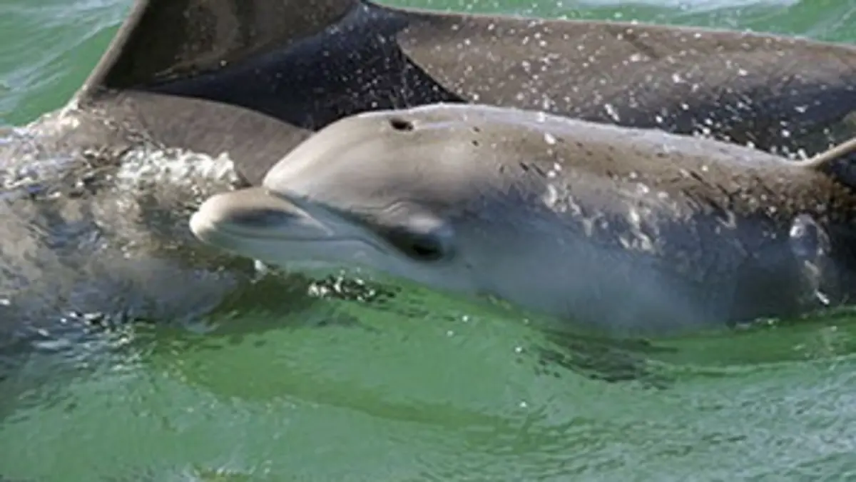 Les bébés dauphins de Shark Bay