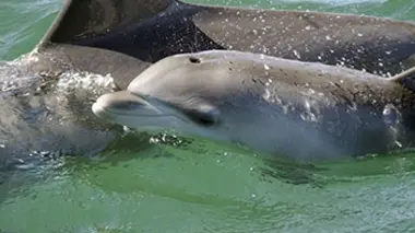 Les bébés dauphins de Shark Bay