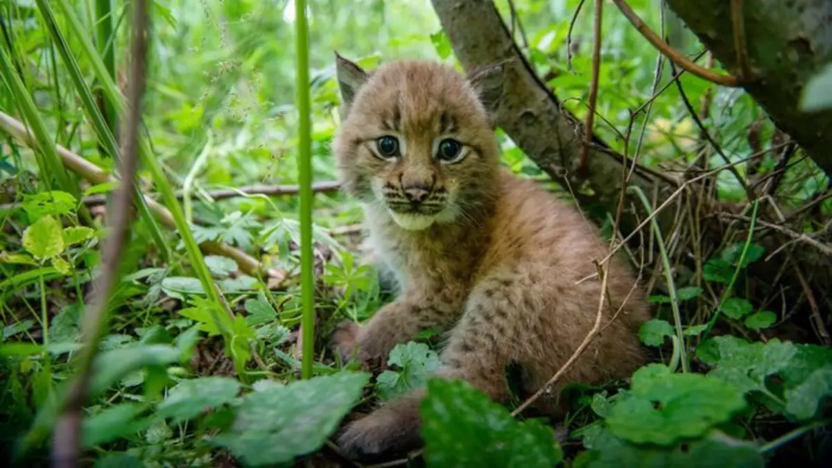 Les bébés lynx et moi En route vers la liberté