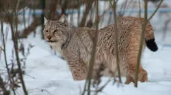 Les bébés lynx et moi Opération sauvetage