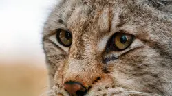 Les bébés lynx et moi En route vers la liberté