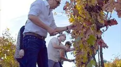 Visuel de Les Belges et la dolce vita