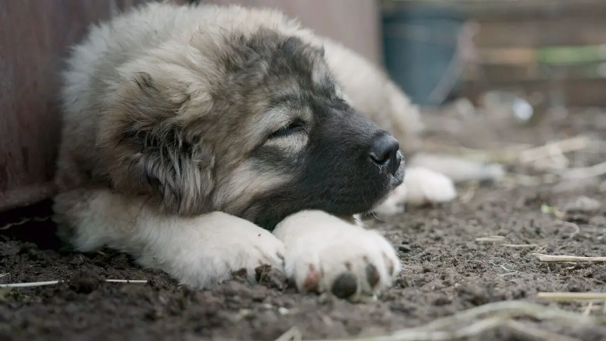 Les bergers du Caucase, la passion d'un moine