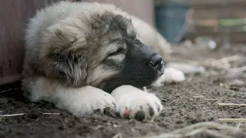 Les bergers du Caucase, la passion d'un moine