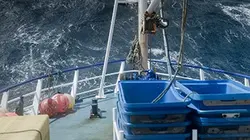 Visuel de Les bleus de la mer