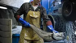 Visuel de Les bleus de la mer