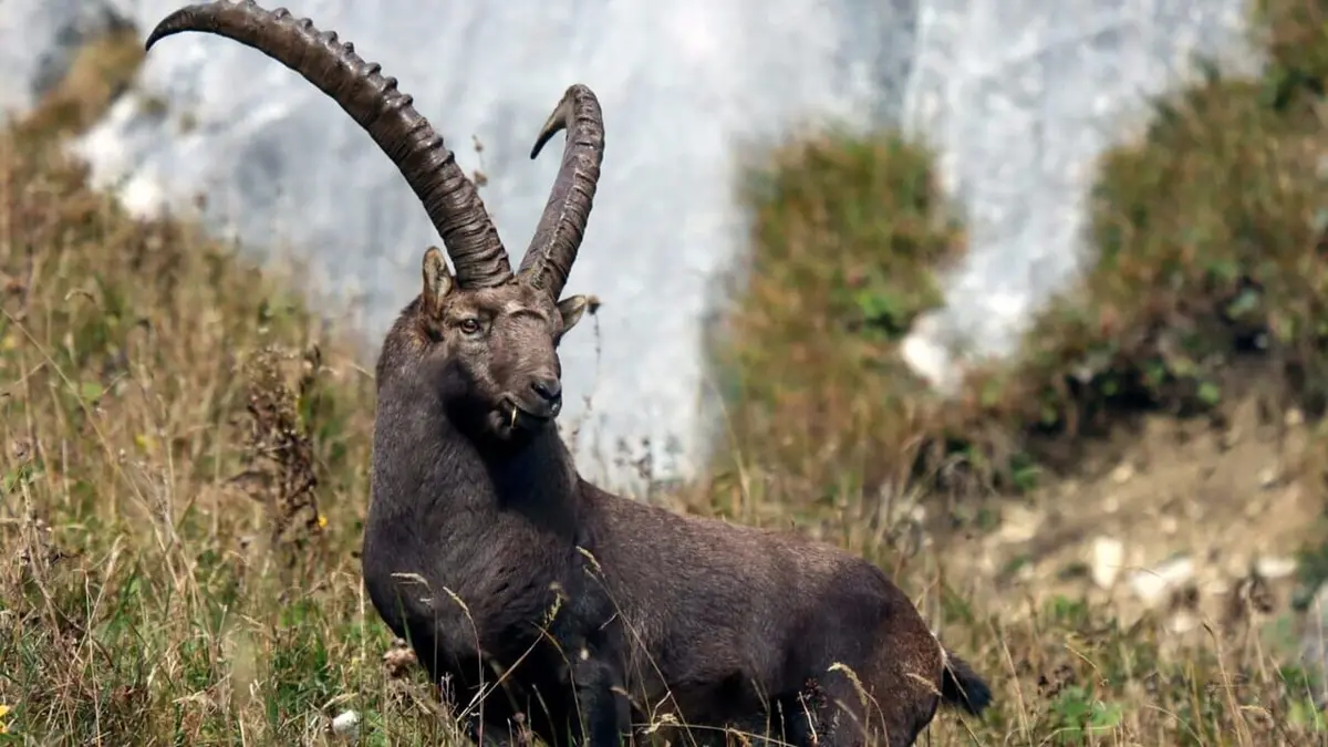 Les bouquetins des Alpes bavaroises