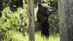 Les Brown : génération Alaska Seul chez soi