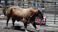 Les Brown : génération Alaska Le taureau par les cornes