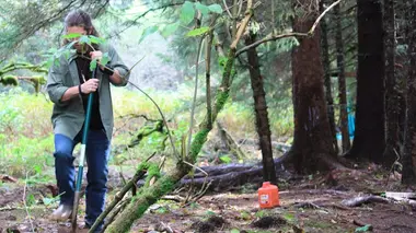 Les Brown : génération Alaska Pénurie de bois