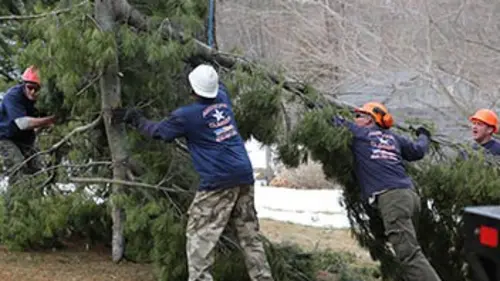 Les bûcherons dans la ville S01E02 L'arbre de la terreur