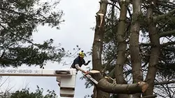 Visuel de Les bûcherons dans la ville