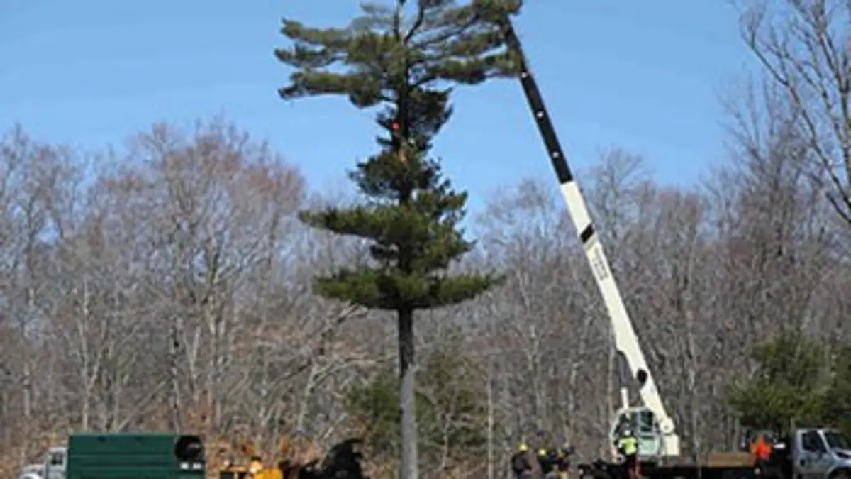 Les bûcherons dans la ville S01E05 Arbre démoniaque