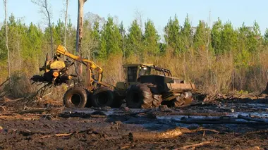 Abattage par hélicoptère