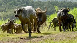 Les buffles, l'avenir pour le Laos ?