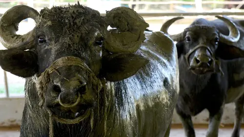 Casting Les buffles, l'avenir pour le Laos ?