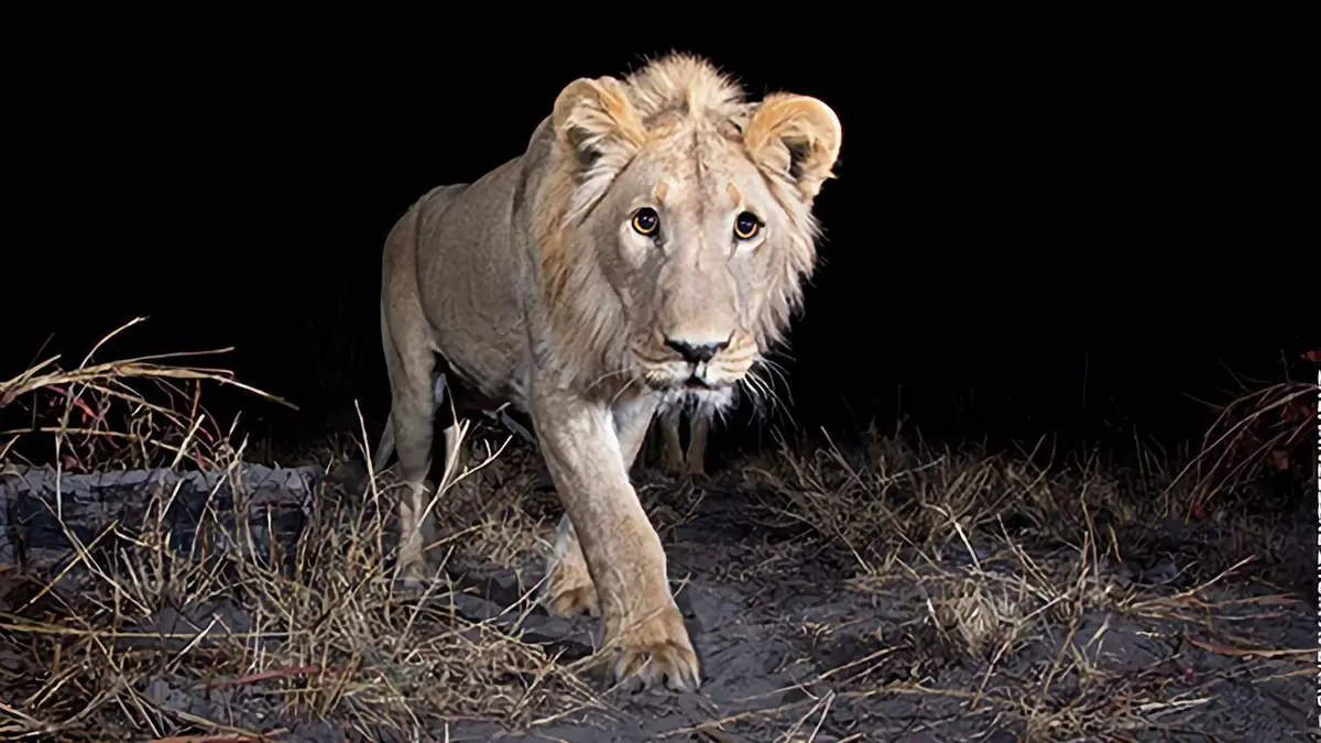 Les caméras-espions du monde animal