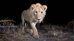 Les caméras-espions du monde animal