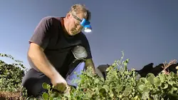 Les câpres de Sicile, la saveur de la Méditerranée