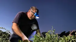 Les câpres de Sicile, la saveur de la Méditerranée