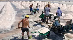 Les câpres de Sicile, la saveur de la Méditerranée