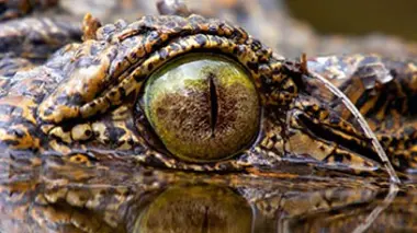 L'odyssée des crocodiles