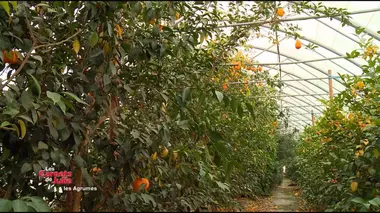 Les saveurs des agrumes