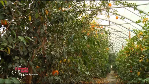 Les carnets de Julie S04E24 Les saveurs des agrumes