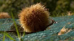 Les carnets de Julie S04E10 La route des châtaignes