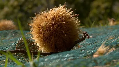 Les carnets de Julie S04E10 La route des châtaignes