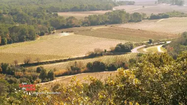 Le pays montpelliérain, dans le Languedoc-Roussillon.