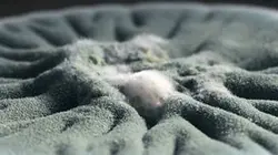 Visuel de Les champignons pourront-ils sauver le monde ?