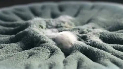 Les champignons pourront-ils sauver le monde ?