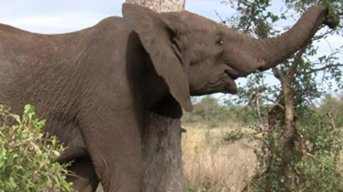 Les champions de la savane