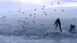 Les Channel Islands, une histoire américaine