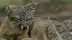 Visuel de Les Channel Islands, une histoire américaine