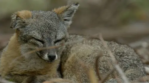 Les Channel Islands, une histoire américaine