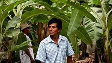 Les bananes du Pérou