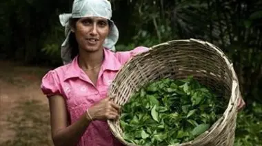 Le thé du Sri Lanka